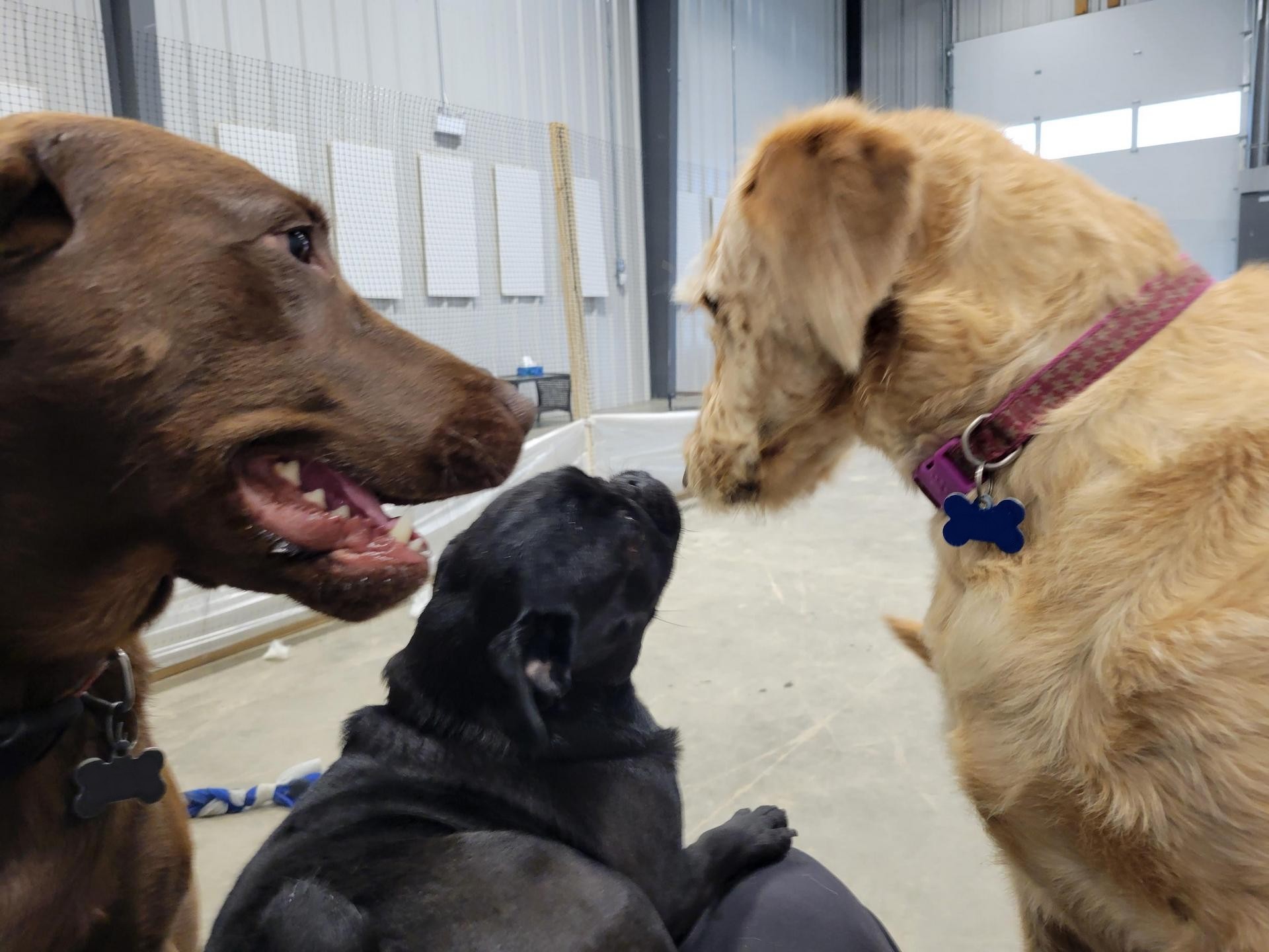 Inside Jasper Pet Outpost