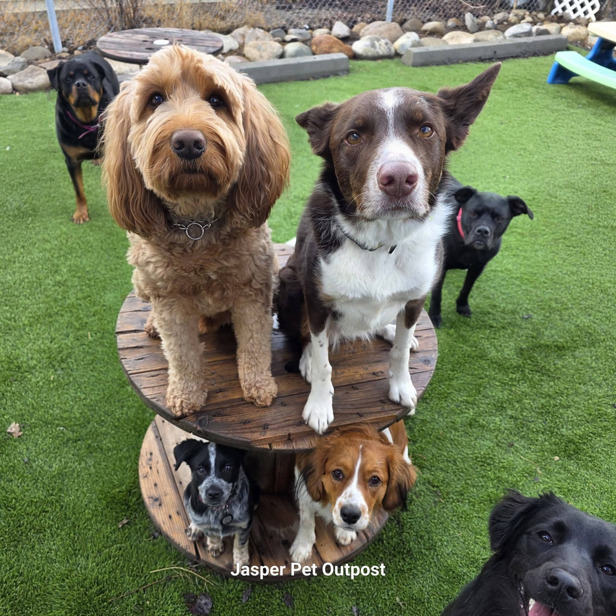 Doggy Daycare